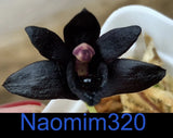 Maxillaria schunkeana Blooming size Orchids
