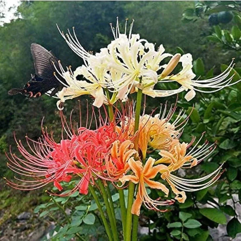 Lycoris lily mixed-color flower bulbs, pack of 2, blooming cluster with white, orange, pink