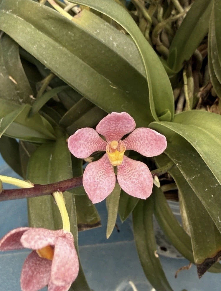 Pink speckled orchid flower with yellow throat and glossy green leaves