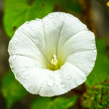 Pearly Gates Morning Glory Seeds | 1942 AAS Winner | 4"+ White Flowers | 1182 Flowering Plants
