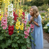 50 Hollyhock Flower Seeds Mixed Colors Tall Cottage Garden Blooms Flowering Plants