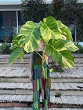 Giant Golden Pothos Orchids