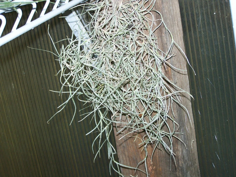 Hanging air plant with long thin gray-green strands over a wood surface