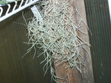 Bromeliad Tillandsia Air Plant orchid FERTILIZER epiphyte cactus voodoo dragon z Orchids