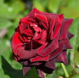 Black Baccara Hybrid Tea Rose Seeds - Pack 30 Seeds - Rose Flower Gardening Garden Plants