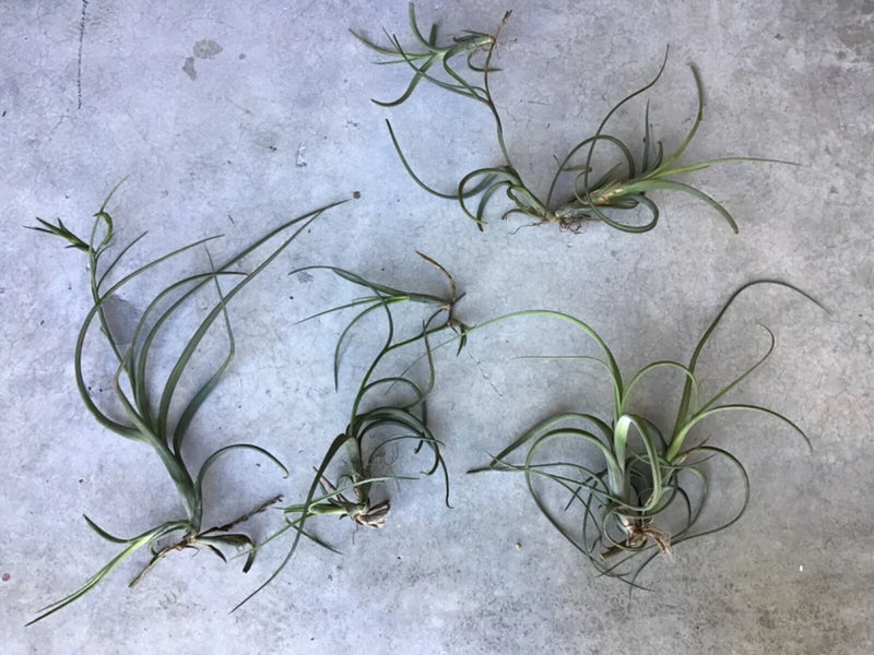 Tilladsia intermedia Clothesline Airplant epiphyte Spanish Moss Orchids