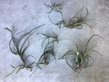 Tilladsia intermedia Clothesline Airplant epiphyte Spanish Moss Orchids