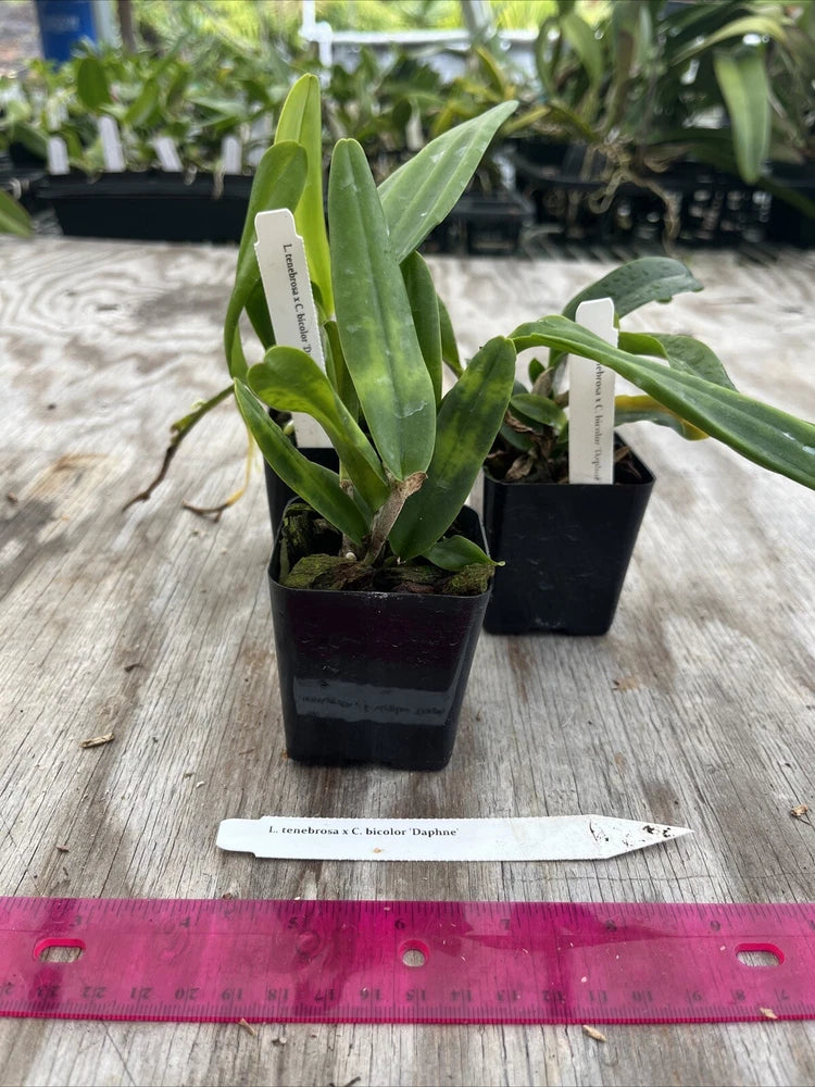 Laelia Tenebrosa X Cattleya Bicolor ÔdaphneÕ 2Ó Starter Seedling Orchids
