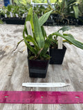 Laelia Tenebrosa X Cattleya Bicolor ÔdaphneÕ 2Ó Starter Seedling Orchids