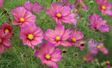 200+ Xsenia Cosmos Seeds for Garden Planting - USA - FREE SHIPPING! Garden Plants