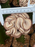 Mammillaria perezdelarosae var andersoniana Crested  Garden DŽcor Boutique7-10CM Garden Plants