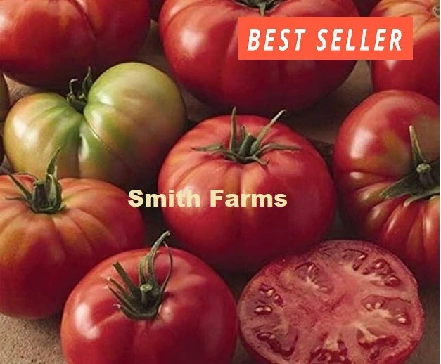 50+ Seeds Champion Tomato Easy to Grow Vegetable Garden Planting Garden Plants