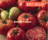 50+ Seeds Champion Tomato Easy to Grow Vegetable Garden Planting Garden Plants