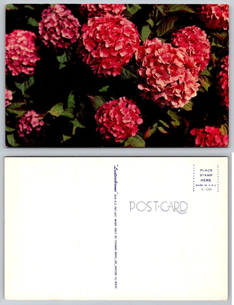 Vibrant Pink Hydrangea Flowers Lusterchrome Postcard Tichnor Bros. Hydrangea