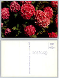 Vibrant Pink Hydrangea Flowers Lusterchrome Postcard Tichnor Bros. Hydrangea