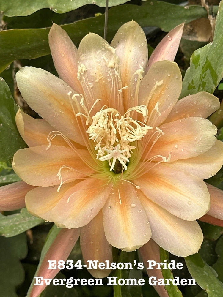 Orchid cactus flower with peach-cream petals and yellow stamens