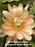 Rooted Epiphyllum Orchid Cactus ÒNelsonÕs PrideÓGrowing In 4Ó Starter pot Orchids