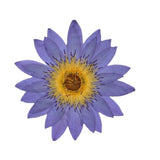 One Piece Real Pressed Dried Purple Violet Lily Pad flower for art Craft FHT46 Dried Flower