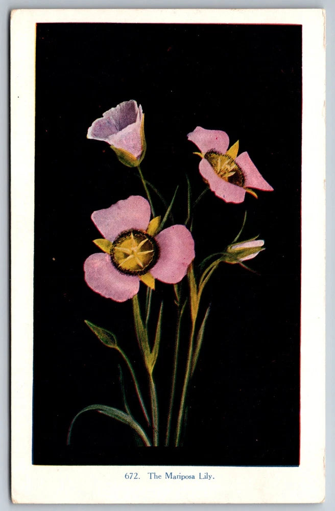 The Mariposa Lily on Black Williamson Haffiner Unused Postcard Lily