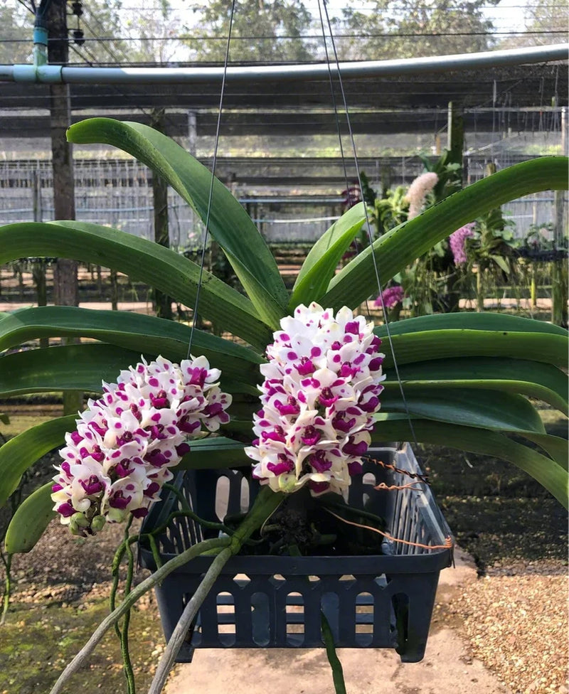 SET 3 PLANTS!!! Rhynchostylis Gigantea (Cartoon color)-Young Seedling! Dried Flower