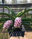 SET 3 PLANTS!!! Rhynchostylis Gigantea (Cartoon color)-Young Seedling! Dried Flower