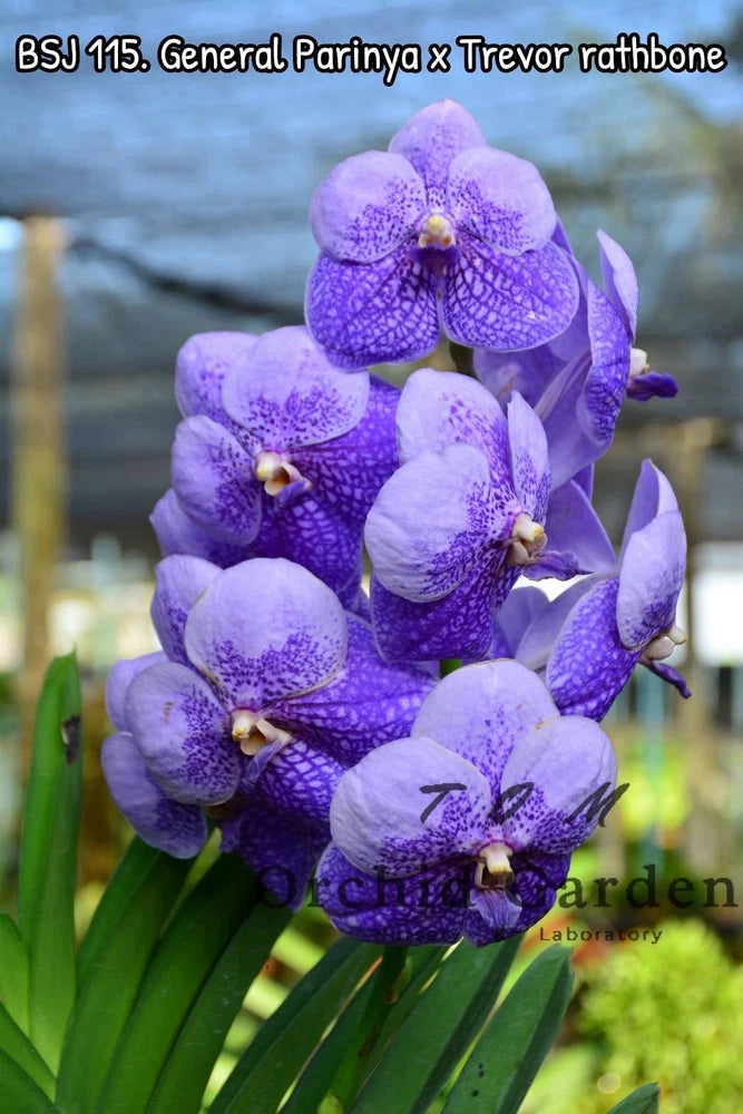 Purple orchid flower cluster with green leaves and stems