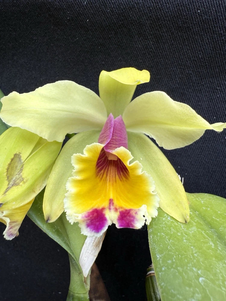 Yellow-green Cattleya orchid flower with purple-and-white lip
