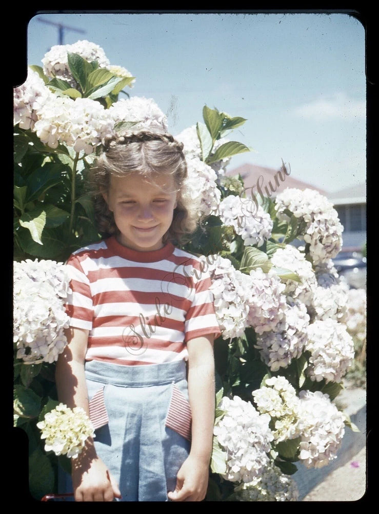 Brunette Girl Hydrangea Flower Fashion 1940s 35mm Slide Red Border Kodachrome Hydrangea