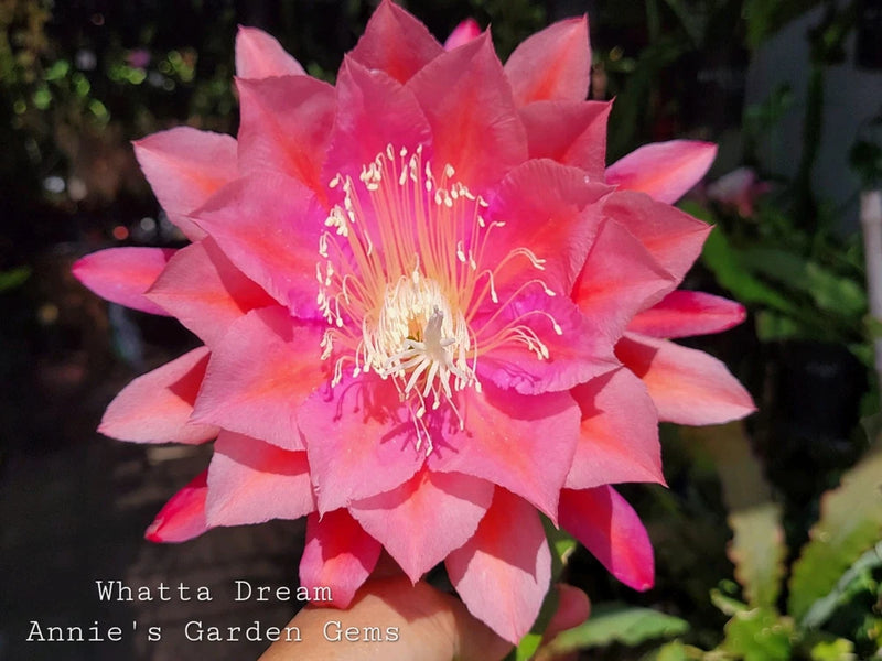 Orchid cactus blossom with bright pink and magenta layered petals