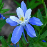 ROCKY MOUNTAIN BLUE COLUMBINE SEEDS 200+ perennial FLOWER garden FREE SHIPPING Garden Plants