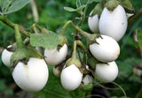 20 + White Egg Plant Seeds / Rare / Organic / Vegetable Garden Garden Plants