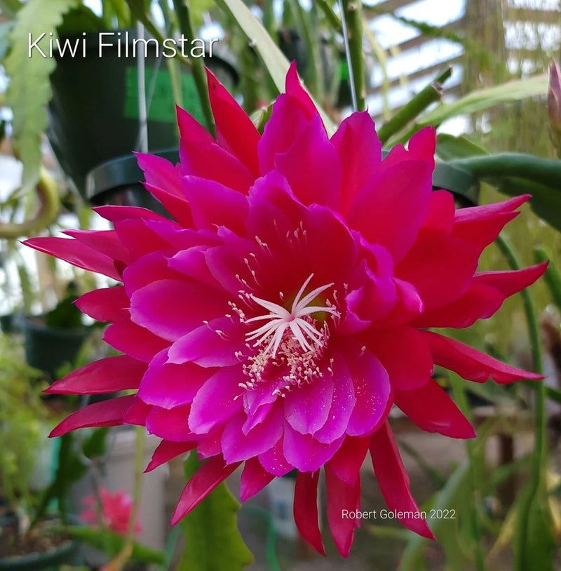 Orchid cactus flower with bright magenta pink petals and white-tipped stamens