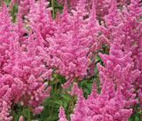 ASTILBE CHINESE Astilbe Chinensis - 25 Seeds Garden Plants