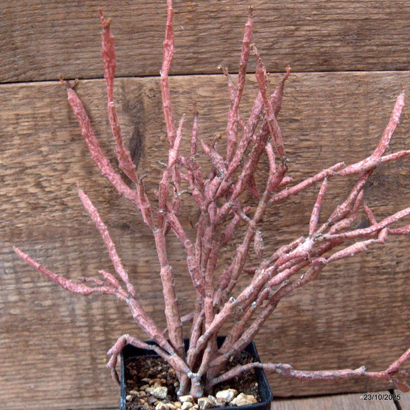 D7119 EUPHORBIA PLATYCLADA pot8-H25-W24 cm MaMa Cactus Green Plant