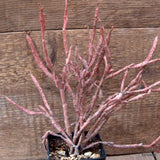 D7119 EUPHORBIA PLATYCLADA pot8-H25-W24 cm MaMa Cactus Green Plant