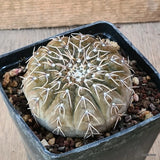 D5686 GYMNOCALYCIUM STELLATUM pot10-H5-W8 cm MaMa Cactus Green Plant