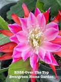 Epiphyllum orchid cactus in 4 in starter pot with pink-red flower bloom