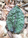 8 Crippled Cranefly Orchid  , Tipularia Discolor ,  Putty Root  ( Bare Root ) Orchids