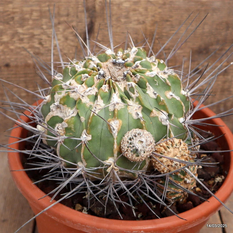 Cactus plant in terracotta pot, green globular body with long gray spines