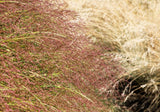 100 PURPLE LOVEGRASS Eragrostis Spectabilis Native Love Grass Flower Seeds Flowering Plants
