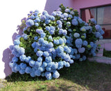 4 Blue Hydrangia Shrubs, Large Continuous Blooms 2ft Tall Now Ready To Plant Garden Plants