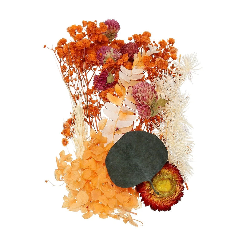 NaturalÊDriedÊFlowerÊSet,ÊDriedÊPressedÊFlowers (Orange) Dried Flower