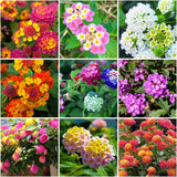300+ Lantana Flower Seeds for Planting,Perennial Mix Lantana Camara Flowers Seed Flowering Plants