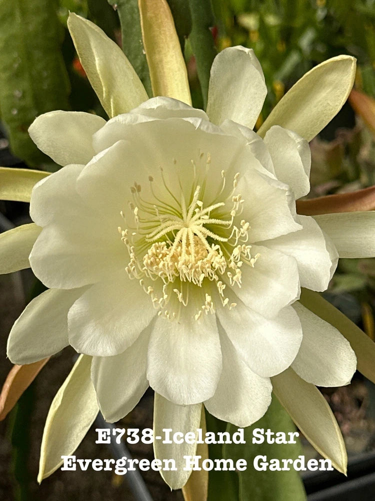 White Iceland Star orchid cactus flower on rooted epiphyllum plant in starter pot