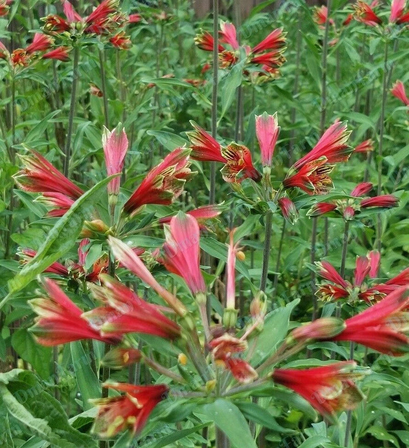 Pink and red parrot tulip alstroemeria flowers on green foliage
