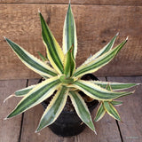 D2131 AGAVE LOPHANTHA TRICOLOR pot14-H23-W31 cm MaMa Cactus Green Plant