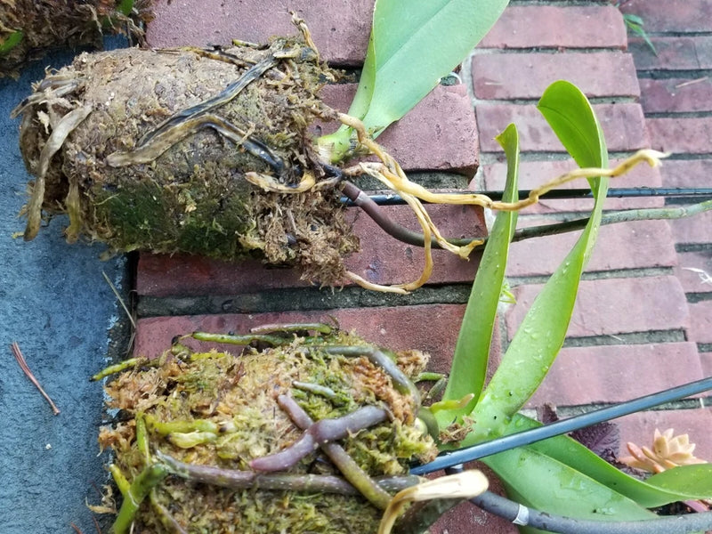 Orchid Plants, total TWO BARE ROOTS  in BOGO not blooming (larger plants) Orchids