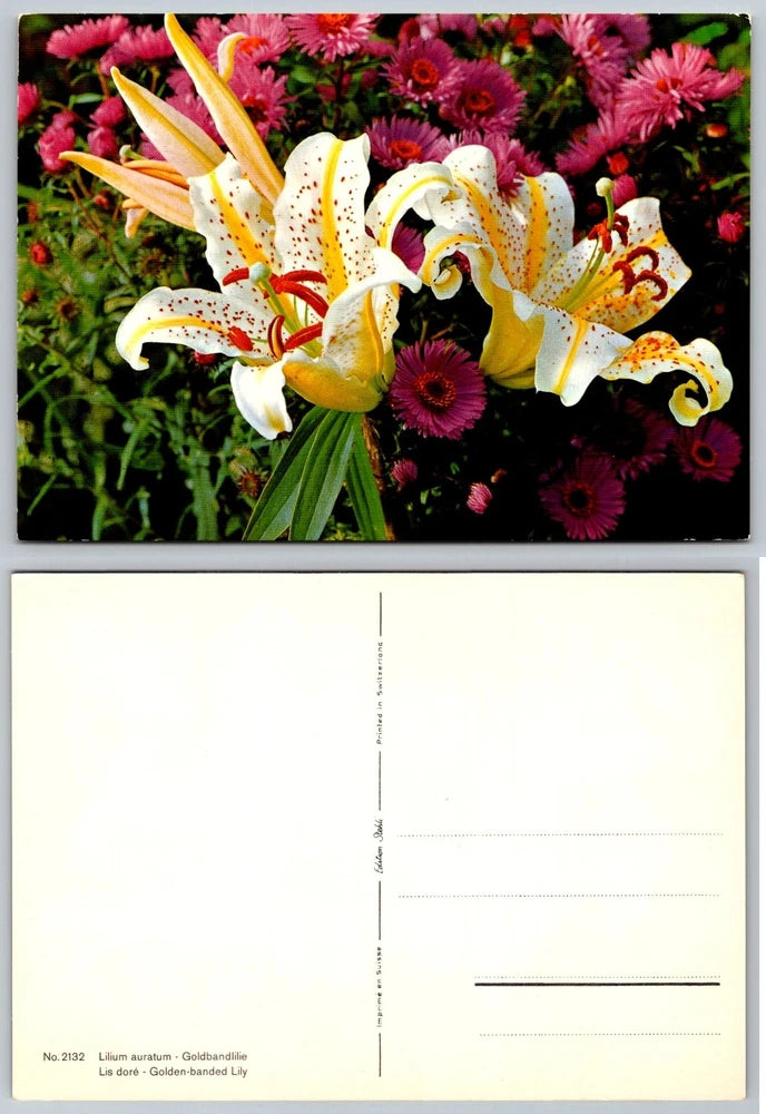 Vintage Golden-banded Lily Lilium Auratum Flowers Botanical Postcard Switzerland Lily