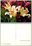 Vintage Golden-banded Lily Lilium Auratum Flowers Botanical Postcard Switzerland Lily