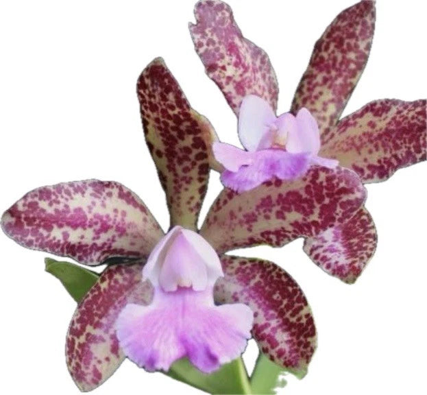Cattleya C Tripp Johnston ÔThe BobÕ X Lc Tai Rose ÔSea LeopardÕ 2Ó Seedling Orchids